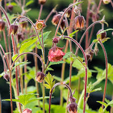 Image result for Geum rivale