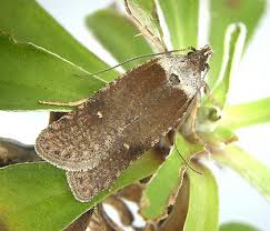 Attēlu rezultāti vaicājumam “Depressariidae”