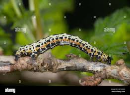 Attēlu rezultāti vaicājumam “Abraxas grossulariata”