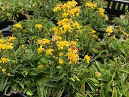 Image result for Solidago virgaurea