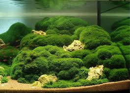 Imagini pentru Cladophora aegagropila