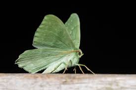 Attēlu rezultāti vaicājumam “Geometra papilionaria”