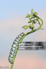 Attēlu rezultāti vaicājumam “Shargacucullia scrophulariae larva”