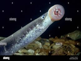 Image result for Lampetra fluviatilis