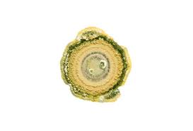 Attēlu rezultāti vaicājumam “Trichia botrytis var. cerifera macro”