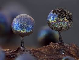 Attēlu rezultāti vaicājumam “Lamproderma pulchellum macro”