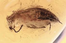 Attēlu rezultāti vaicājumam “Byturidae”