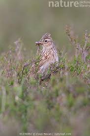 Image result for Alauda arvensis