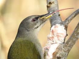 Attēlu rezultāti vaicājumam “Picus canus female”