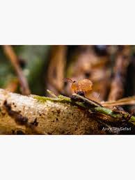 Attēlu rezultāti vaicājumam “Symphypleona”