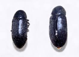 Attēlu rezultāti vaicājumam “Dermestidae”