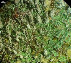 Attēlu rezultāti vaicājumam “Cladonia parasitica”