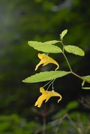 Attēlu rezultāti vaicājumam “Impatiens noli-tangere”