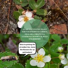 Attēlu rezultāti vaicājumam “Fragaria viridis flower”