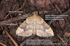 Attēlu rezultāti vaicājumam “Eulithis populata”