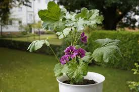 Image result for Malve