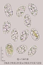 Attēlu rezultāti vaicājumam “Mniaecia jungermanniae”