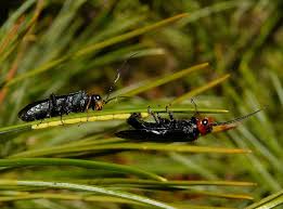 Attēlu rezultāti vaicājumam “Acantholyda erythrocephala”