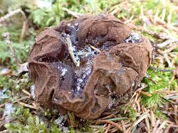 Attēlu rezultāti vaicājumam “Sarcosoma globosum”