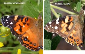 Attēlu rezultāti vaicājumam “Vanessa cardui”