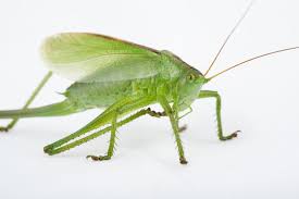 Attēlu rezultāti vaicājumam “Tettigonia cantans”