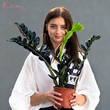 Image result for zamiokulkas