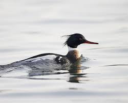 Attēlu rezultāti vaicājumam “Mergus serrator”