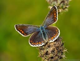 Attēlu rezultāti vaicājumam “Polyommatus icarus female”