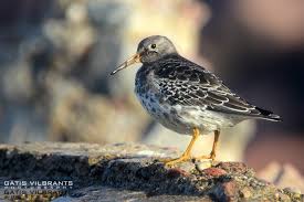 Attēlu rezultāti vaicājumam “Calidris maritima”