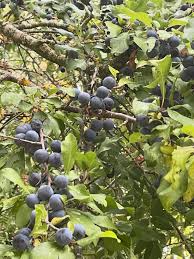 Attēlu rezultāti vaicājumam “Prunus spinosa fruit”