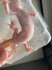 Image result for gravidity leopard gecko