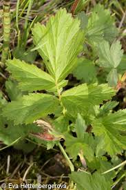 Attēlu rezultāti vaicājumam “Geum rivale leaf”