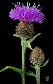 Image result for Centaurea nigra