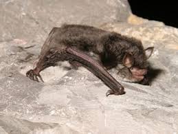 Attēlu rezultāti vaicājumam “Myotis daubentonii”