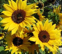Image result for Helianthus annuus