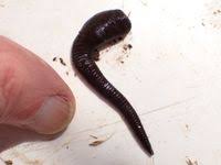 Attēlu rezultāti vaicājumam “Haemopis sanguisuga”