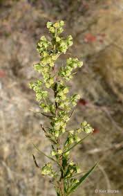 Image result for Artemisia dracunculus