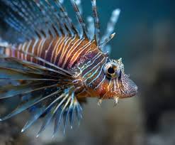 Image result for Pterois radiata