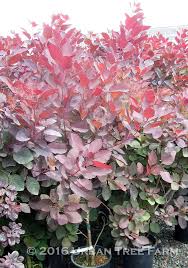 Attēlu rezultāti vaicājumam “Cotinus coggygria flower”