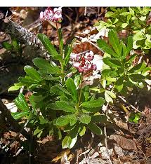 Attēlu rezultāti vaicājumam “Chimaphila umbellata”