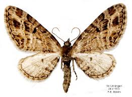 Attēlu rezultāti vaicājumam “Eupithecia exiguata”