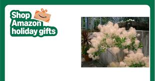 Attēlu rezultāti vaicājumam “Diderma cingulatum young”