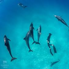 Image result for Durley Dolphin Diver