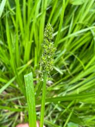Attēlu rezultāti vaicājumam “Comatricha meandrispora stalked”