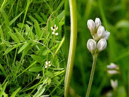 Attēlu rezultāti vaicājumam “Vicia hirsuta bud”