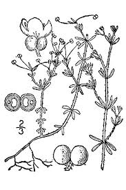 Attēlu rezultāti vaicājumam “Galium trifidum”