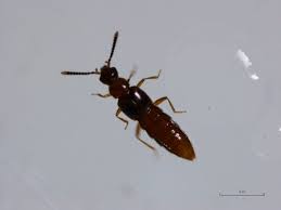 Attēlu rezultāti vaicājumam “Staphylinidae”