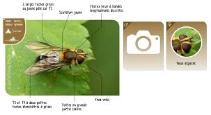 Attēlu rezultāti vaicājumam “Leucozona glaucia”
