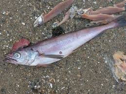 Image result for Merluccius merluccius