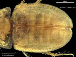Attēlu rezultāti vaicājumam “Enochrus affinis”